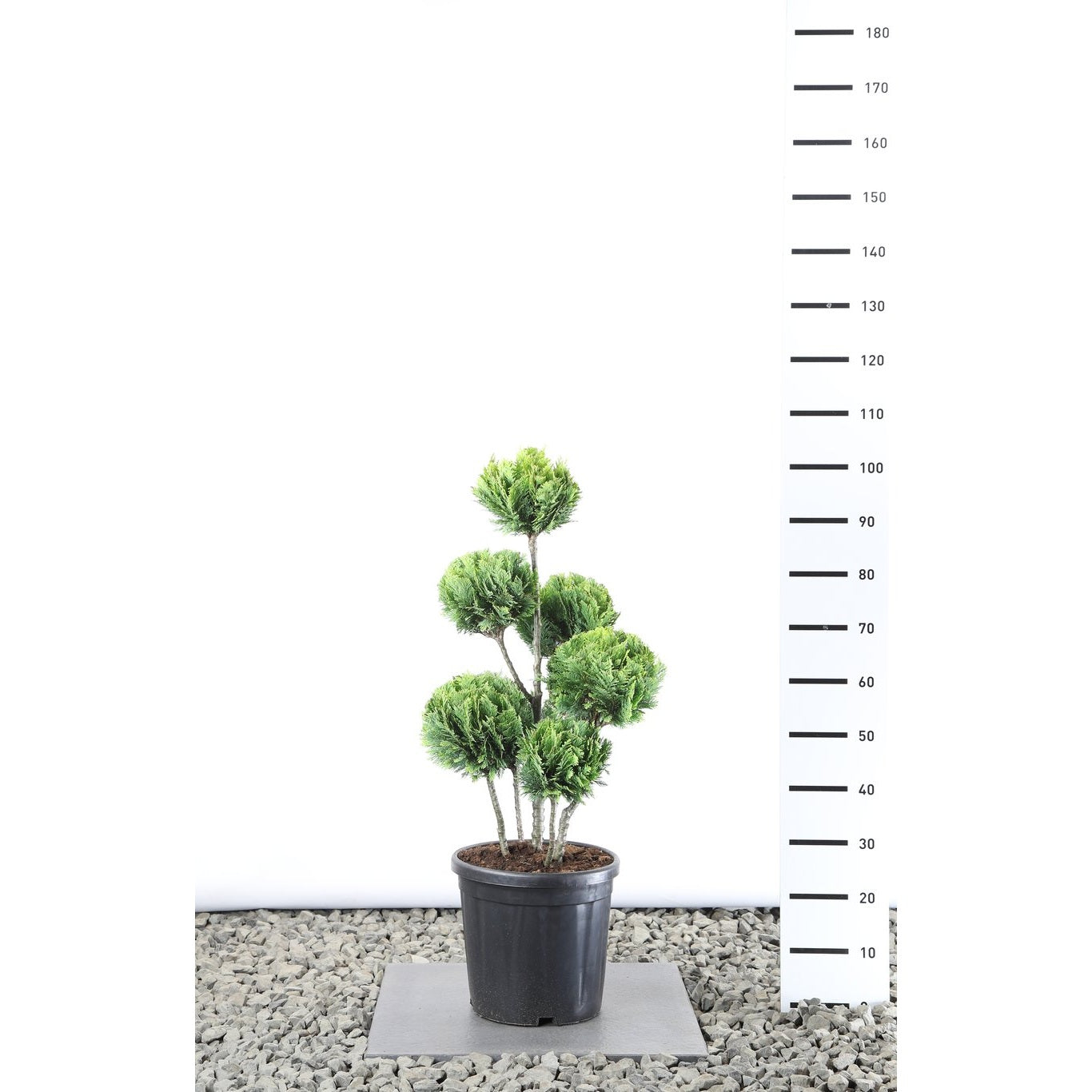 Ädelcypress – Chamaecyparis lawsoniana 'Alumigold' - 60-80 CM PonPon EXTRA in Cont.